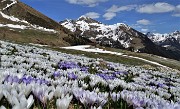 77 Sui pascoli spettacolari distese di Crocus vernus multicolori